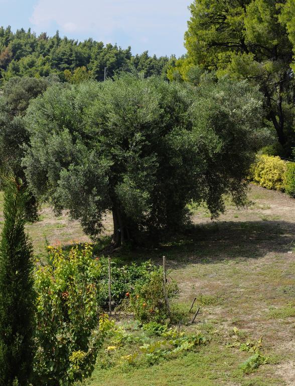 Olivos Villa Sani Sani  Pokoj fotografie